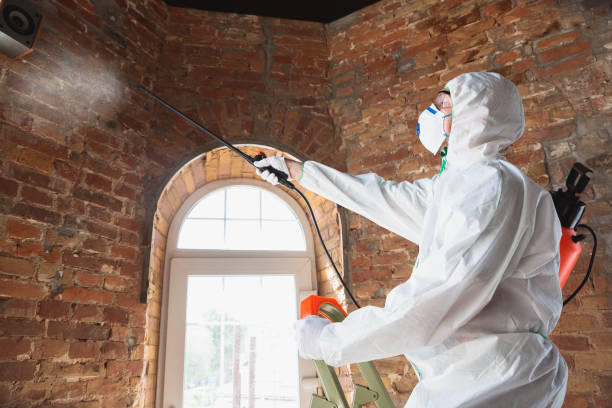 Why You Should Choose Our Mold Remediation Services in Hanceville, AL